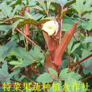 红秋葵种子供应