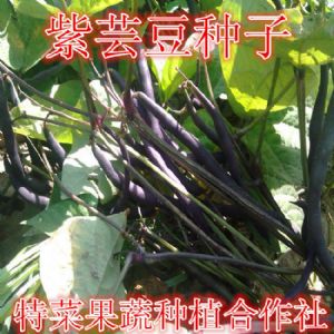 紫芸豆种子供应