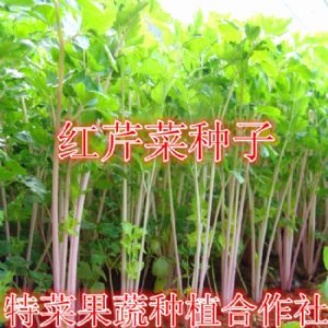 红芹菜种子供应