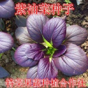 紫油菜种子供应