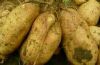 供应红薯苗 品种齐全