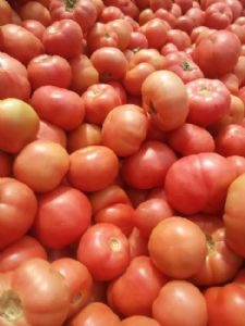 西红柿供应
