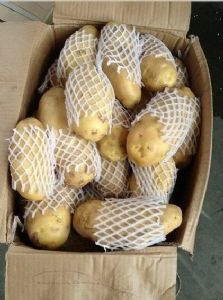 荷兰土豆供应