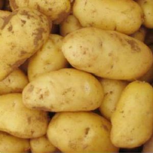 土豆供应