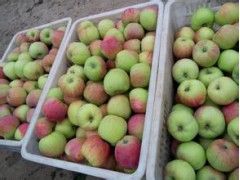 藤木苹果供应