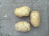 土豆马铃薯 大量批发
