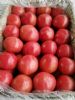 大量西红柿供应