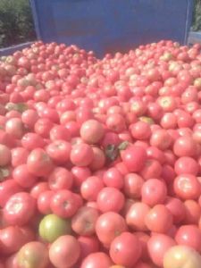 宁夏西红柿大量上市