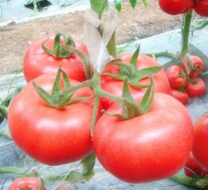 哥伦比亚西红柿种子供应