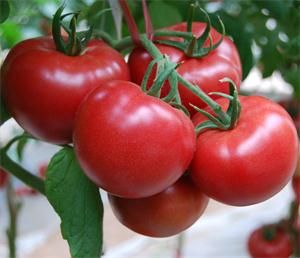 越冬里昂198西红柿种子供应