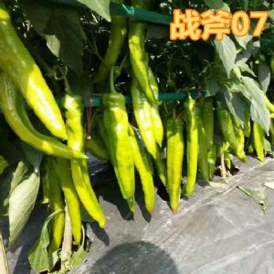 适合越冬种植的辣椒——战斧07
