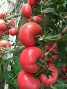 双抗番茄种子供应 京谷206