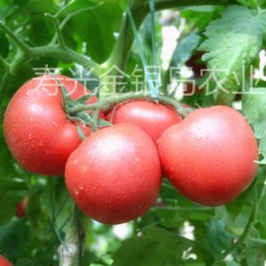 早春 越夏 秋延性番茄种子