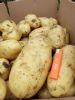 荷兰十五土豆大量供应