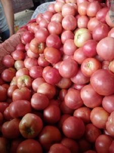 大量供应优质西红柿
