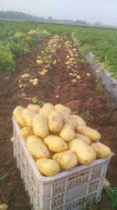 大棚土豆 荷兰十五 大量上市