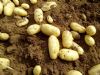 荷兰十五土豆供应 存库货