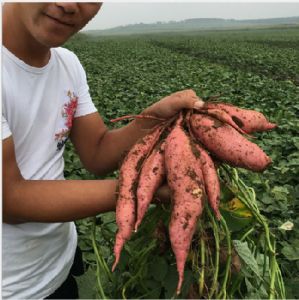 烟薯25上市新鲜红薯番薯 500亩红薯 基地供应
