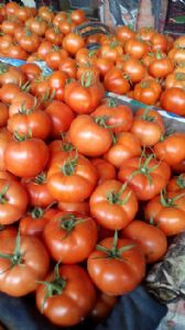 大红硬果西红柿现已大量上市