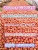 粉红西红柿3月底大量上市