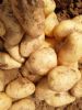 供应优质荷兰系列土豆