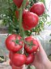 夏美360耐热粉果番茄种子