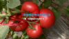 宾利517抗死棵番茄种子