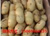土豆供应 荷兰15