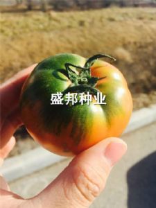 铁皮柿子苗  草莓番茄  绿肩番茄 口感番茄