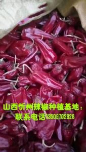 大量出售北京红辣椒