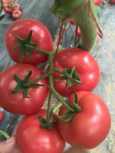 番茄苗，西红柿苗，嫁接西红柿，西红柿育苗厂