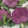 紫花菜种子紫花椰菜种籽紫色菜花西蓝花露天基地春秋种