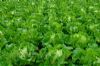 夏邑白菜，是商丘地区种植量最大基地