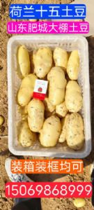山东土豆，肥城荷兰十五土豆，大棚土豆大量供应