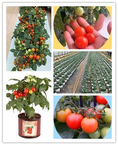 盆栽番茄-红波妞<进口盆栽品种>