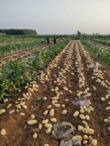 大棚土豆，新土豆，山东肥城土豆荷兰十五土豆大量供应