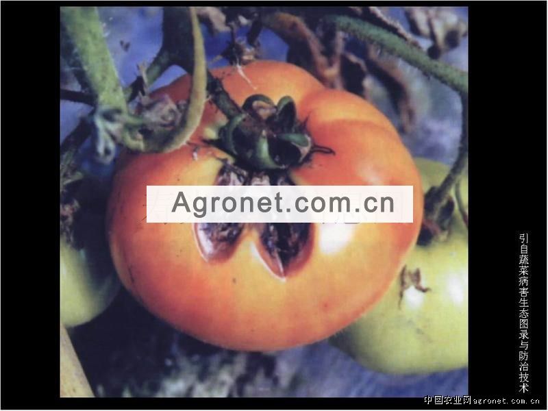 番茄落花落果的原因及防治方法