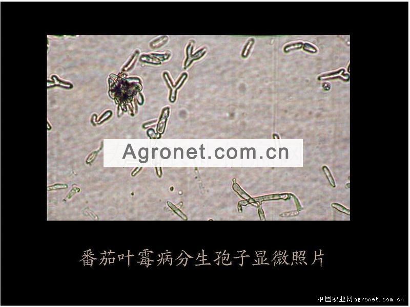 青花菜的细菌性角斑病