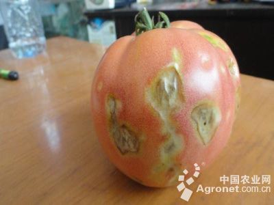 番茄炭疽病的防治