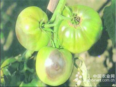 番茄绵疫病的防治