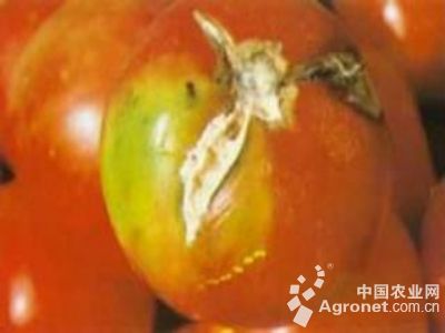 番茄镰刀菌果腐病的防治
