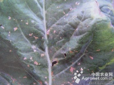 花椰菜细菌性叶斑病的防治