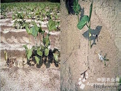 防治花椰菜黑腐病