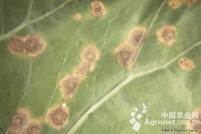 黄瓜霜霉病和细菌性角斑病