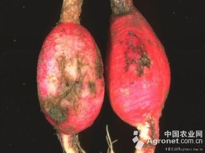 扁豆软腐病的防治