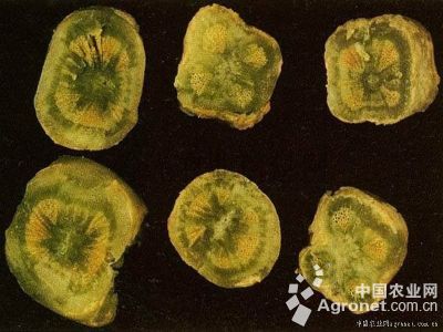 白菜细菌性叶斑病
