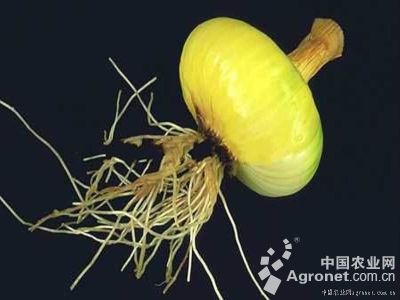 茶薪菇粘菌病的防治
