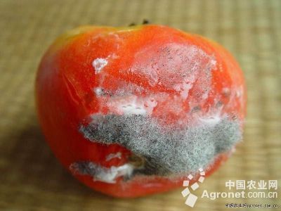 番茄病毒病、茶黄螨及激素中毒的区分与防治