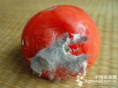 番茄根霉菌果腐病的防治