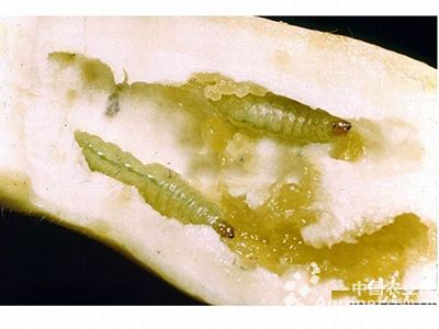 球茎茴香的灰霉病